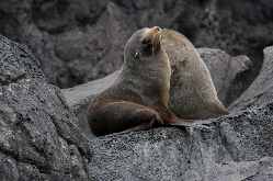 New Zealand fur seals on the rocks at Pohatu