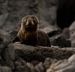 Fur seal pup, watching you
