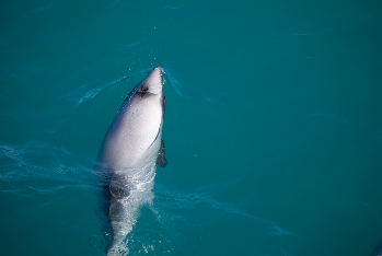New Zealand dolphin