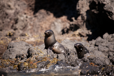 New Zealand fur seal pup - Pohatu penguins