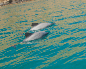 Hector dolphin - pohatu marine reserve