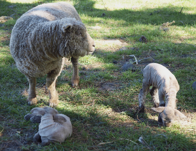 Baby doll ewe looking at her 2 lambs