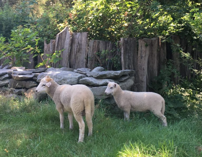 Arapawa lambs 