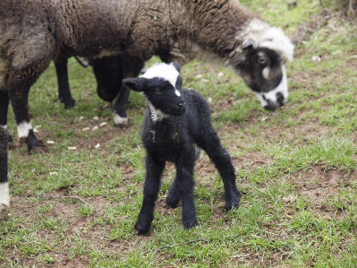 Arapawa lamb at Pohatu 2021