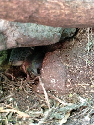 Little penguin hiding under a rock