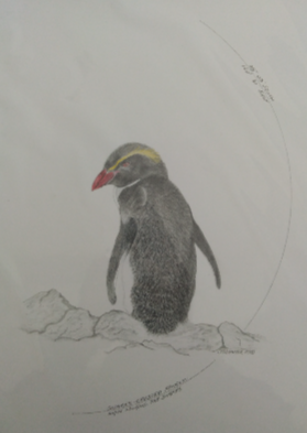 Snares Erected Crested penguin