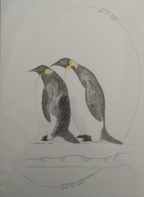 Emperor penguin drawings