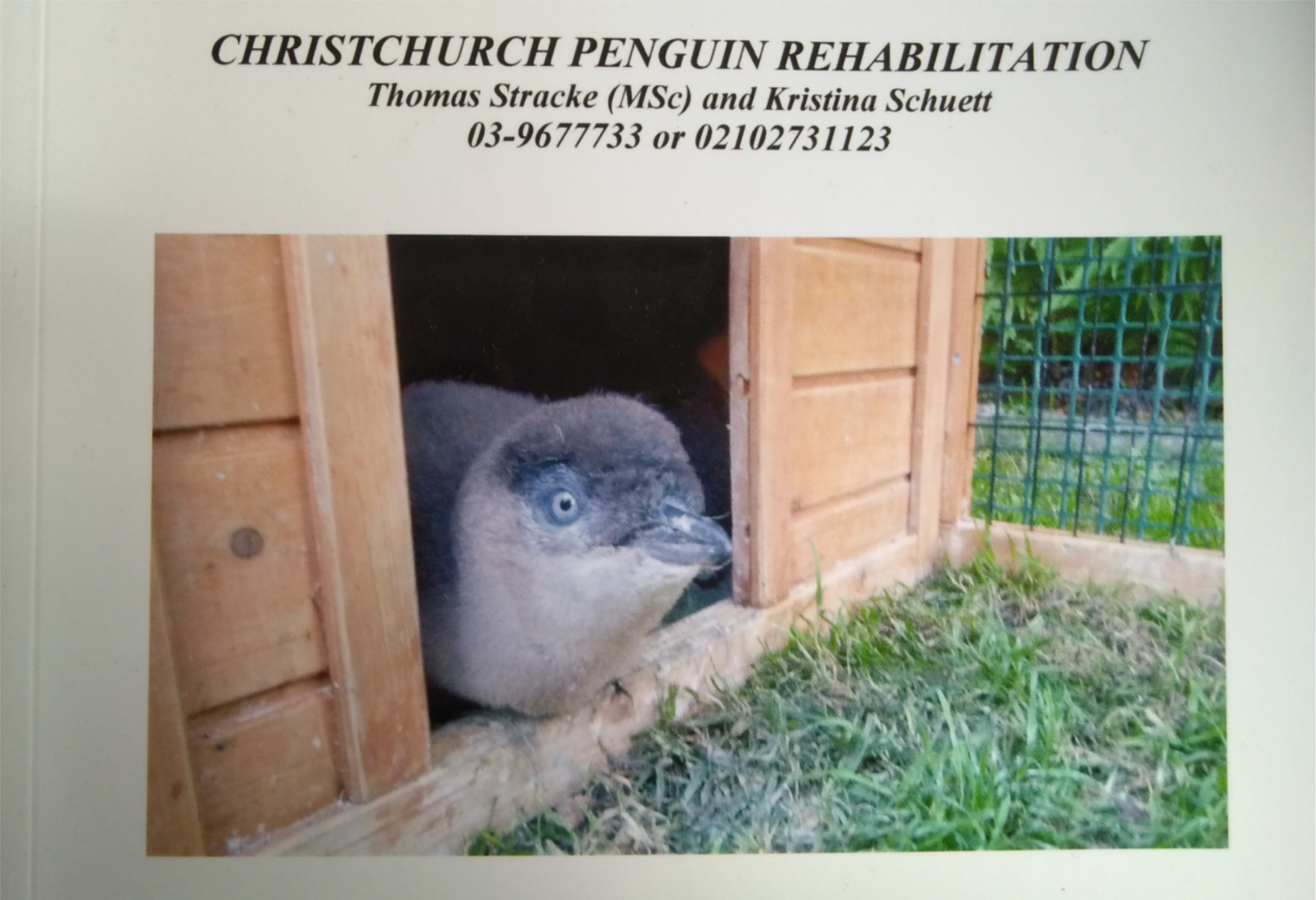 Christchurch penguins rehabilitation
