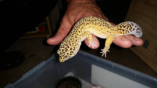 Leopard Geckos -AVAILABILITY ON APPLICATION