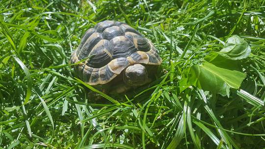 Tortoise - Reptiles - Reptile World