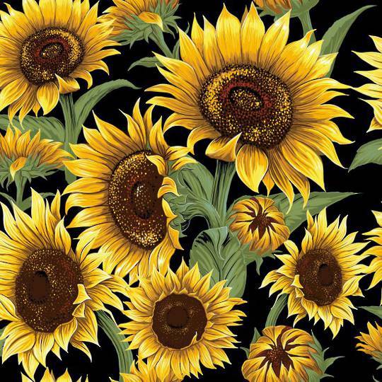 Flower Market Colour 101 Sunflowers