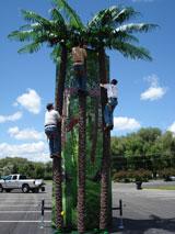coconut_tree_climb.jpg