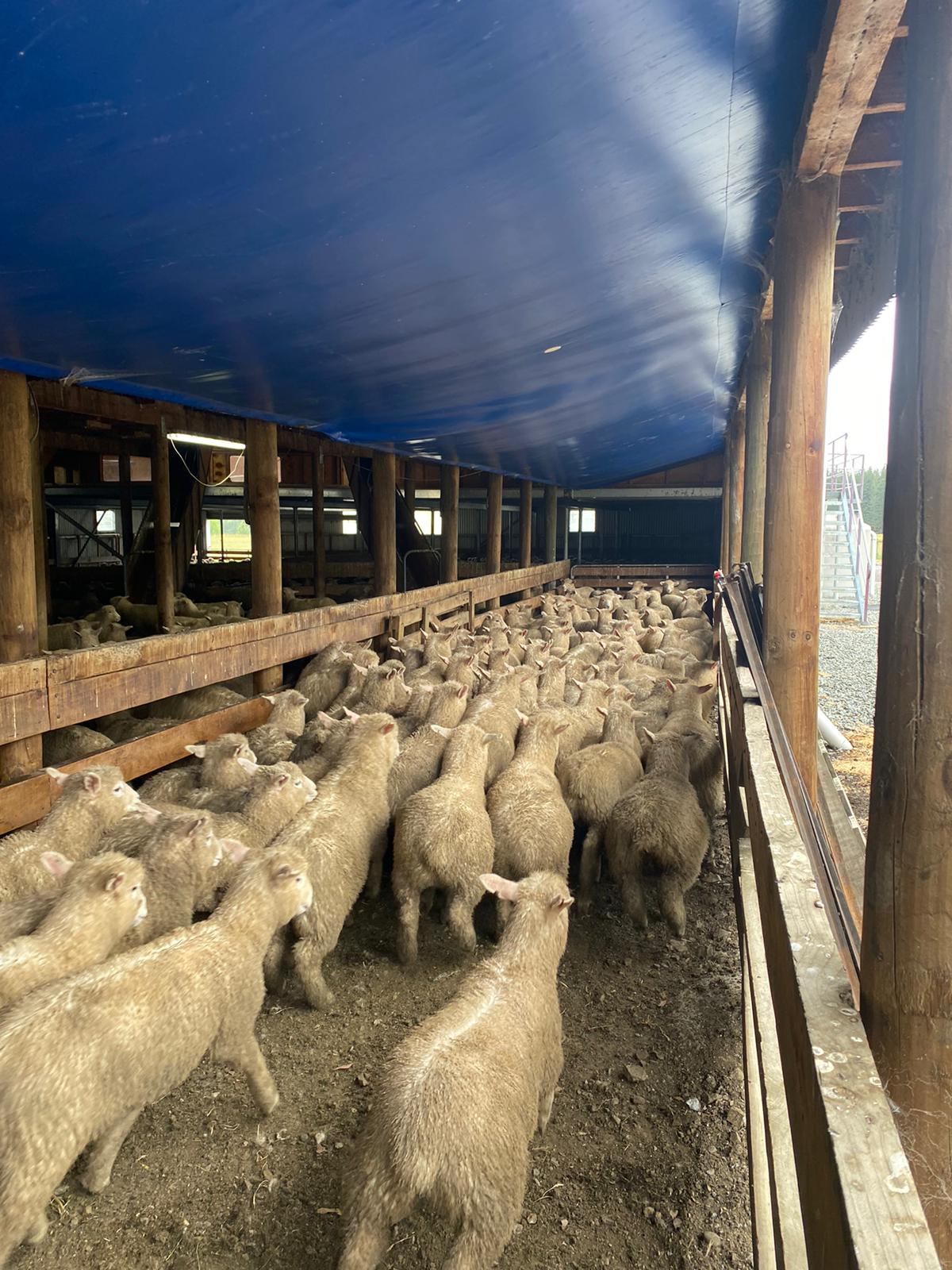 Lowther Downs Store Lamb Sale