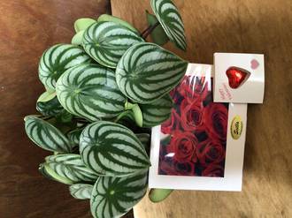 Peperomia Watermelon Plant & Chocolates & Card