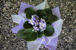 African Violet Plant