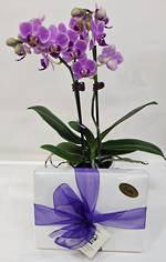  Special - Orchid & Chocolates