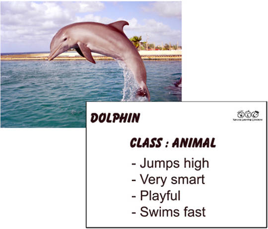 Learn to talk about Animals