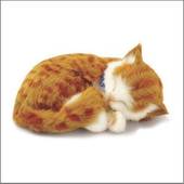 Perfect Petzzz – Cat