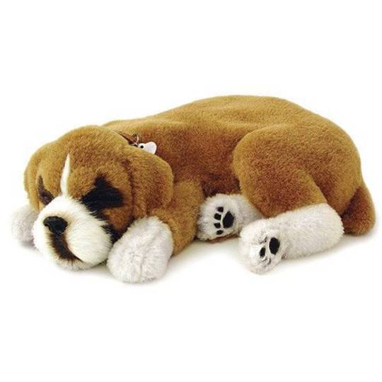 Perfect Petzzz – St Bernard