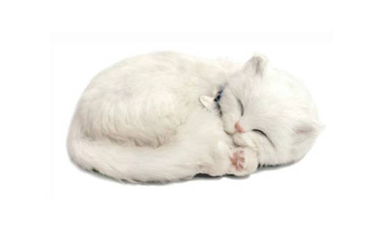 Perfect Petzzz – White Cat