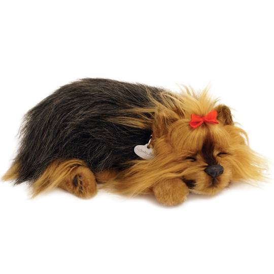 Perfect Petzzz – Yorkie