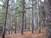 Best Practices in Forests