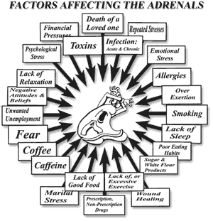 adrenal_factors.gif