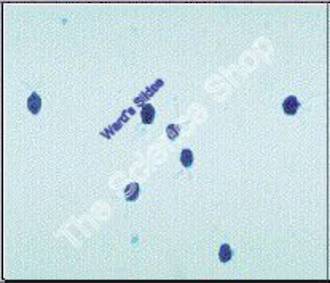 Chlamydomonas Unicellularmotile (wm)