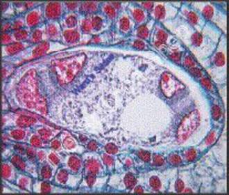 Lilium Ovary Second 4Nucleate Embryo Sac (cs) QS