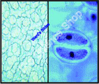 Monocot and Dicot Leaf Epidermis (wm) Comparison between lily and sedum on same slide FS and FG