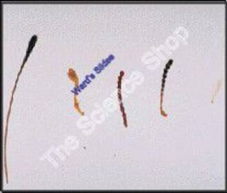 Insect Antennae 5 Types (wm) Clavate plumose lamellate moniliform