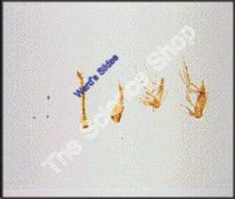 Mosquito Culex (wm) Life Cycle ; Egg, Pupa, Adult Male and Female All on one slide