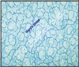 Stomates Guard Cells (wm) Leaf epidermis AF and FG