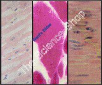 Muscle Types Composite (sect) mammal Smooth cardiac and skeletal H and E