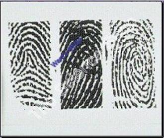 Fingerprints 3 types (wm) Examples of whorl loop and arch on one slide