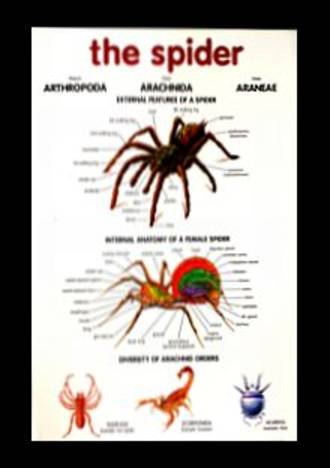 Spider - Poster