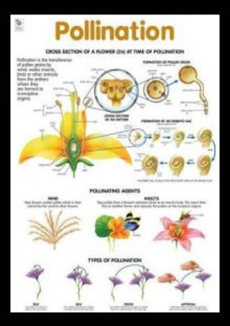 Pollination - Poster