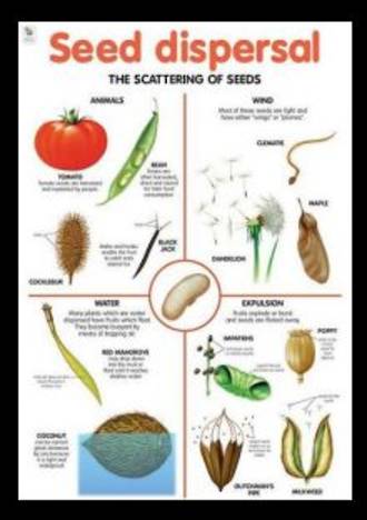 Seed Dispersal - Poster