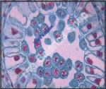 Lilium Anther Late Prophase (cs) QS