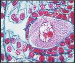 Lilium Ovary Megaspore Mother Cell (cs) QS