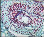 Lilium Ovary 8 Nucteate Embryo Sac (cs) QS