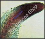 Dicot Root Tip (wm) Shows hairs and root cap F and FG
