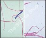 Nematode typical (wm) A small freeliving nematode