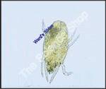 Dust Mite Dermatophagoides (wm)