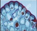 Generalised Plant Cell; Stem (sect) Cell wall nucleus nucleolus large vacuoleplus study guide