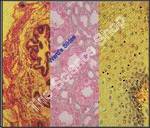 Epethelium Composite (sect) Stratified squamous columnar and cuboidal on one slide H and E