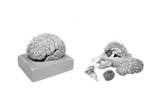 Brain Human Natural Size in 9 parts with key