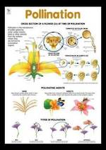 Pollination - Poster
