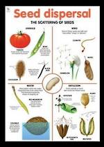 Seed Dispersal - Poster