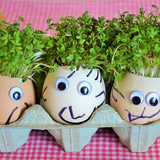 How to Grow Your Own Cress Egg Heads